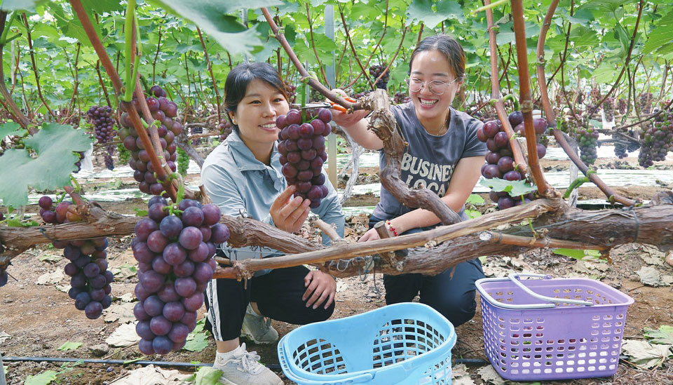 體驗采摘樂趣連日來，高平市馬村鎮(zhèn)普華園區(qū)的50多畝葡萄相繼成熟，吸引眾多游客前來，穿梭在葡萄架間體驗采摘的樂趣。